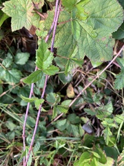 Rubus ursinus