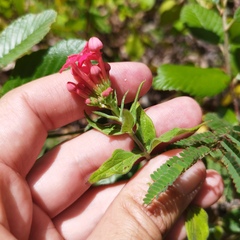 Bouvardia viminalis