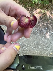Amphibolips quercusjuglans