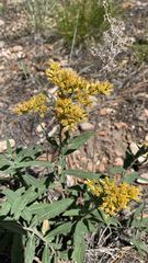 Solidago velutina