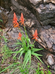 Dichromanthus cinnabarinus