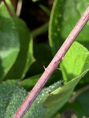 Rubus ursinus