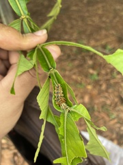 Lophocampa