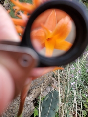 Dichromanthus cinnabarinus