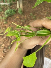 Lophocampa