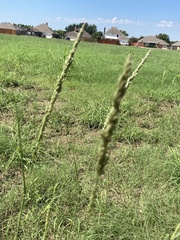 Tridens albescens