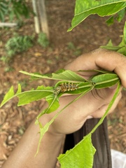 Lophocampa