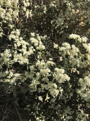 Eriogonum jamesii