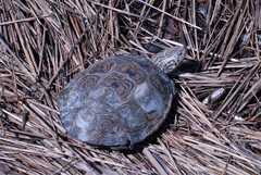 Malaclemys terrapin