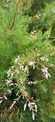 Tamarix