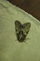 Chytonix palliatricula