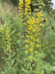 Solidago speciosa