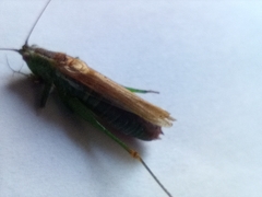 Conocephalus fuscus