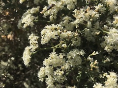 Eriogonum jamesii