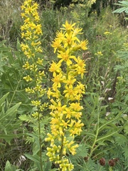 Solidago speciosa