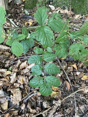 Rubus tuberculatus