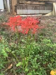 Lycoris radiata