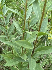 Solidago speciosa
