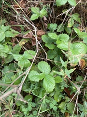 Fragaria vesca