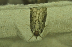 Nycteola