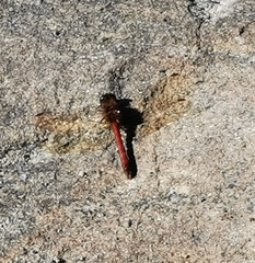Sympetrum striolatum