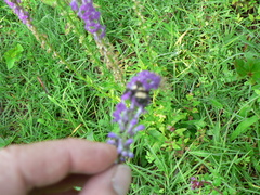 Lobelia fenestralis