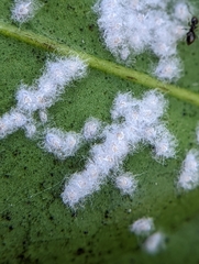 Aleurothrixus floccosus