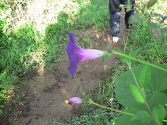 Ipomoea orizabensis orizabensis