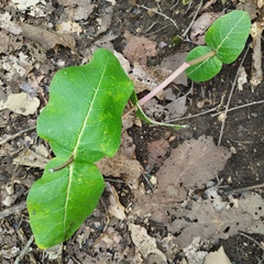 Asclepias otarioides