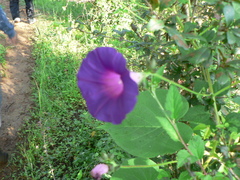 Ipomoea orizabensis orizabensis
