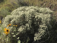 Eriogonum jamesii