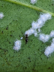 Aleurothrixus floccosus