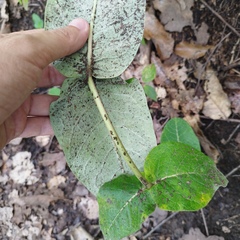 Asclepias otarioides