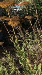Achillea filipendulina