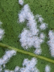 Aleurothrixus floccosus