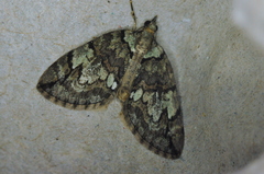 Hydriomena perfracta
