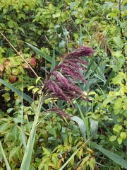 Phragmites