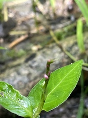Persicaria maculosa