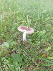 Russula amoenolens