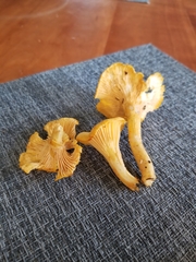 Cantharellus