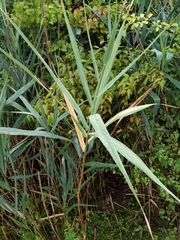Phragmites