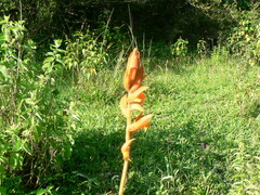 Dichromanthus aurantiacus