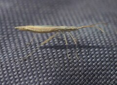 Coreoidea