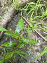 Persicaria maculosa