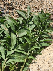 Brassicaceae