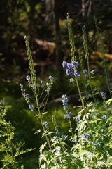 Delphinium cultorum