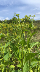Verbesina occidentalis