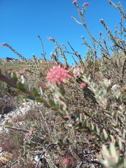 Leucospermum calligerum