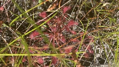 Drosera