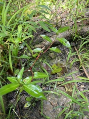 Persicaria maculosa